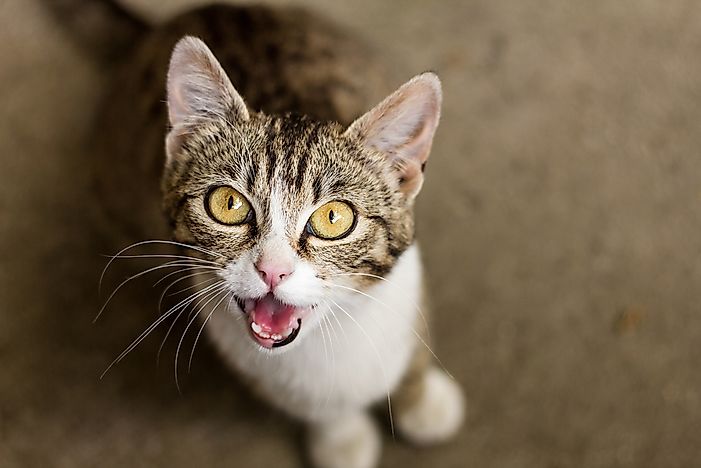 Cats only meow at humans, not other cats. Cats only meow at humans, not other cats.