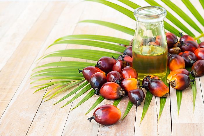 Top Palm Oil Producing Countries In The World