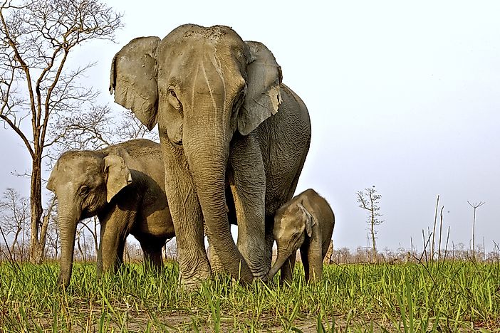 #9 Asian Elephant