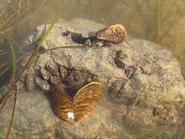 What Is A Monotypic Habitat?