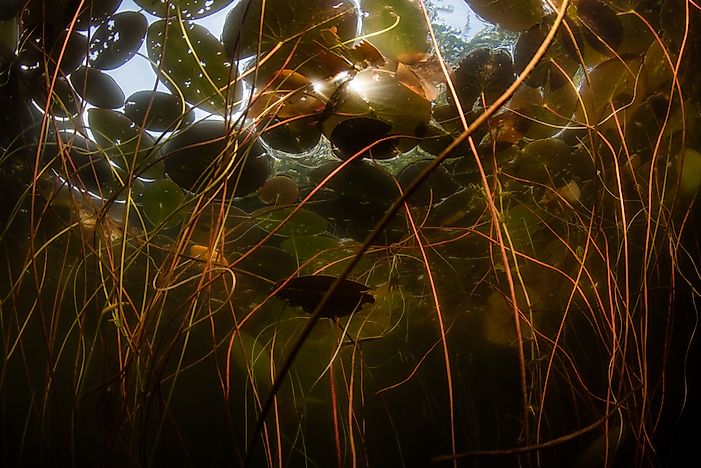 What Is The Difference Between Habitat And Niche?