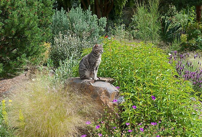 #12 Feral Cats (Felis catus)