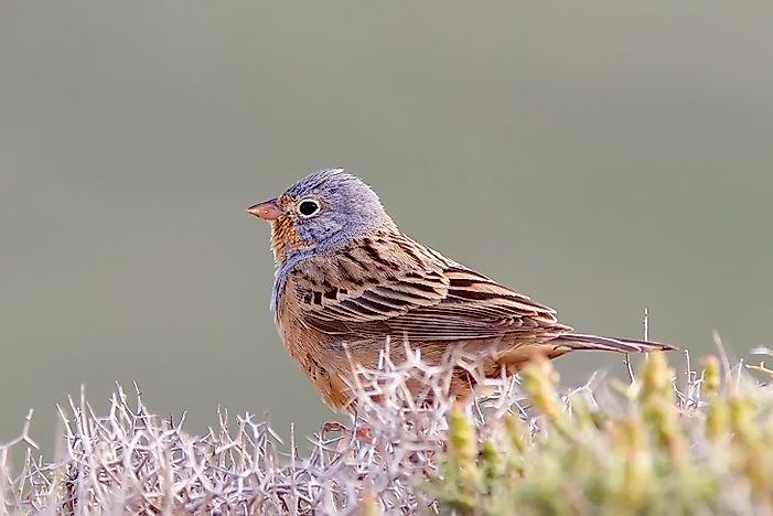 Native Birds Of Chad