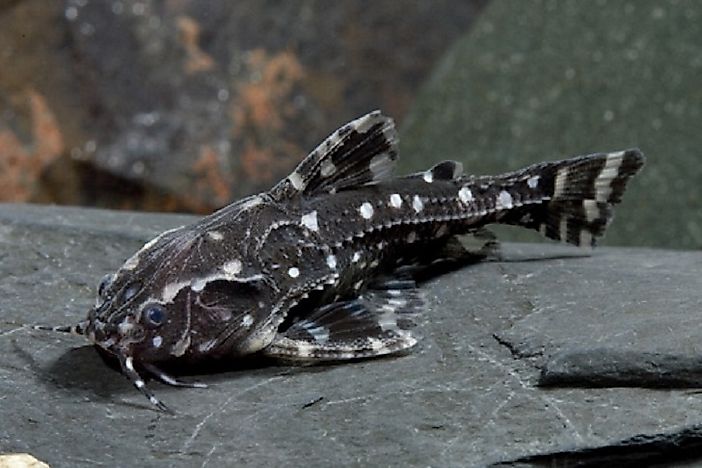 Native Fish Species Of Bolivia