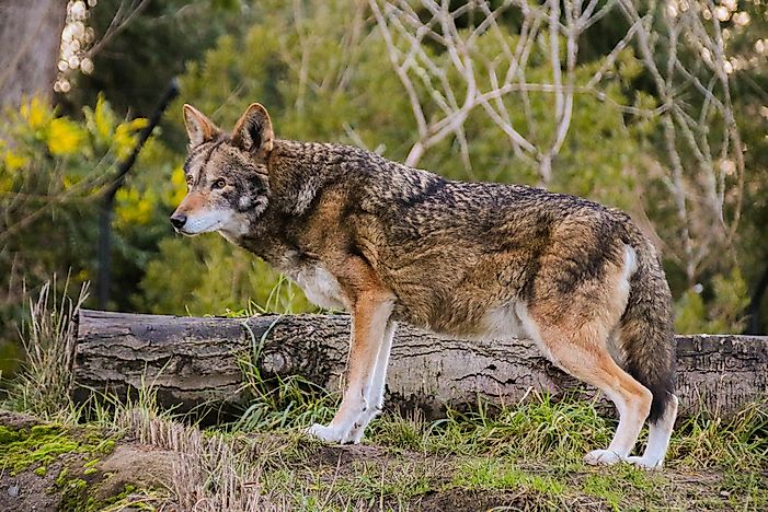 How Many Endangered Species Are There In The US?