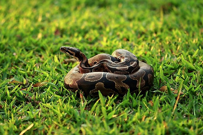 How Many Types Of Pythons Live In The World Today?