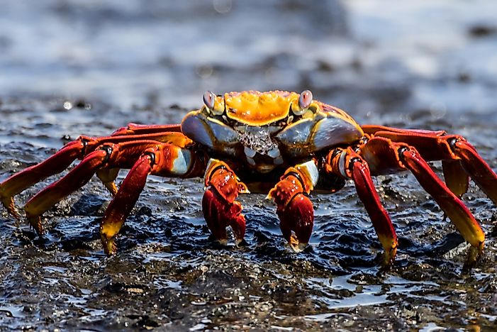 What is a Crustacean?