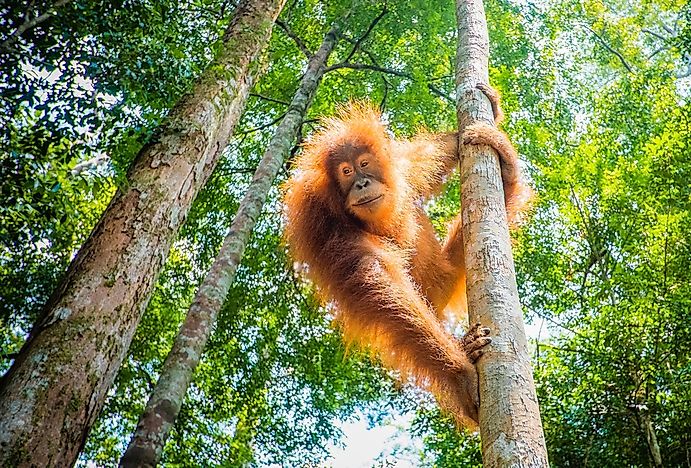 Best Places In The World To Watch Orangutans In Their Natural Environment