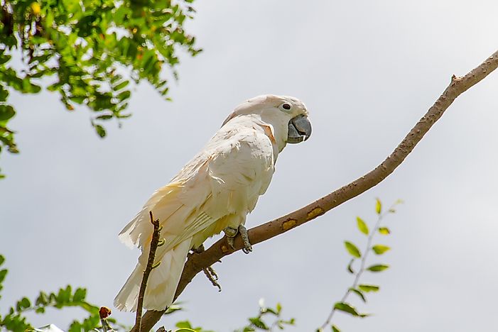 #4 Moluccan Cockatoo - 129 decibels
