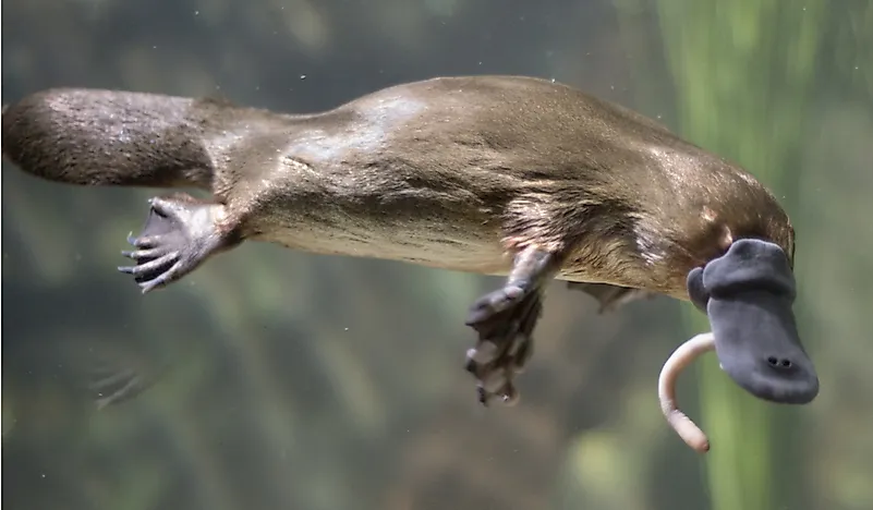Platypus Facts: Animals of Australia