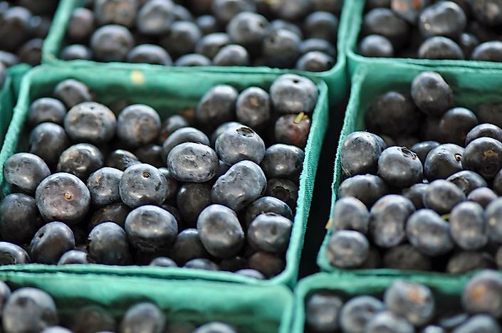 #7 North Carolina - 48.5 Million Pounds of Blueberries Produced
