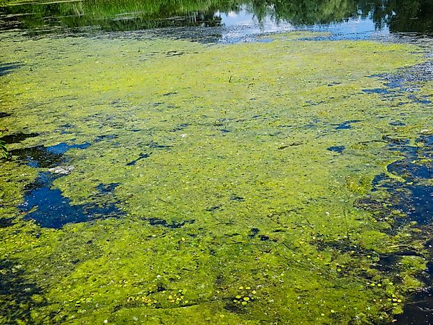 What Is The Ecological Importance Of Algae?