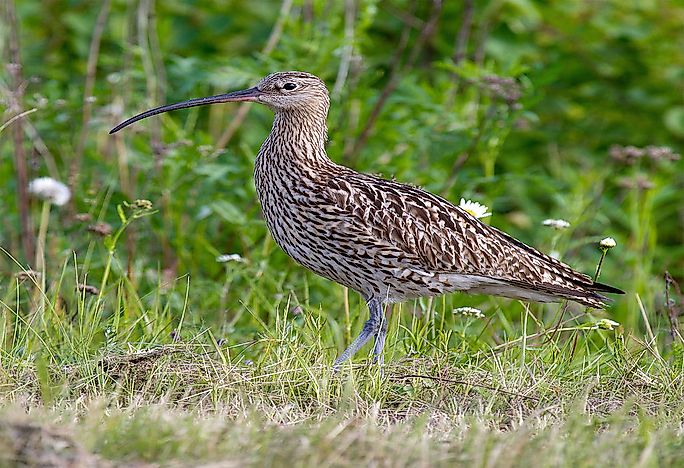 #6 Eurasian curlew