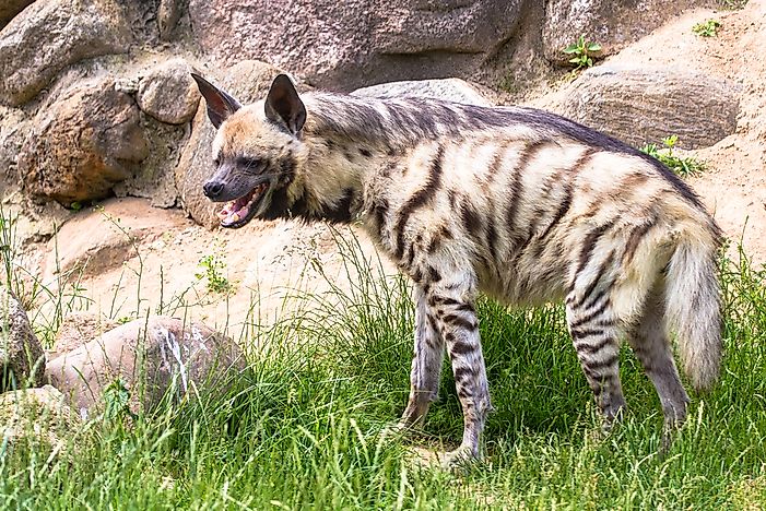 #3 Striped Hyena