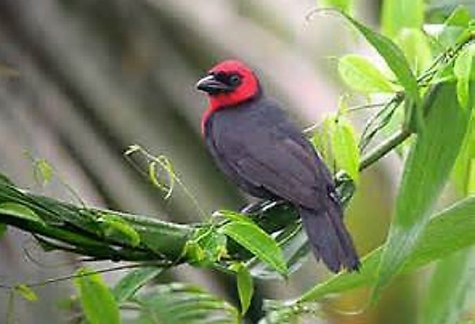 The Native Birds Of Nigeria