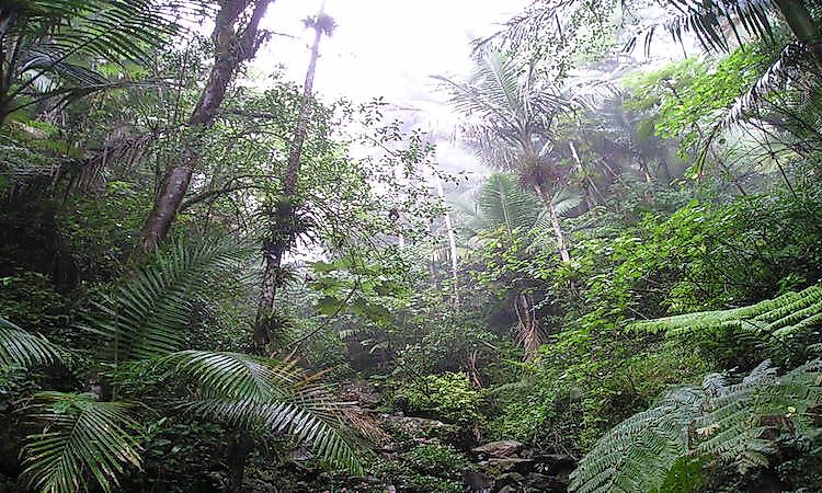 #4 Climate And Landscape Of The El Yunque Rainforest -