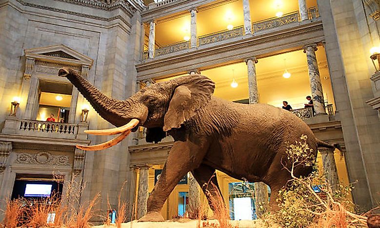 Exploring The Wonders Of The World: Smithsonian Museums, Galleries, And Zoo