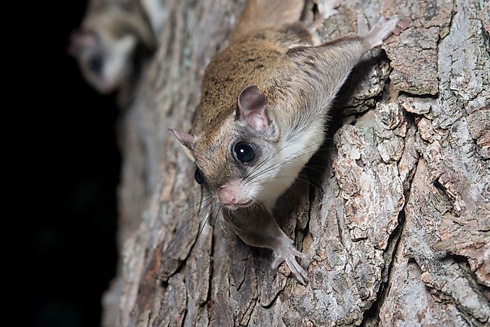 Do Flying Squirrels Really Fly?