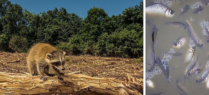 Primary Causes Of Wildlife Population Declines Worldwide