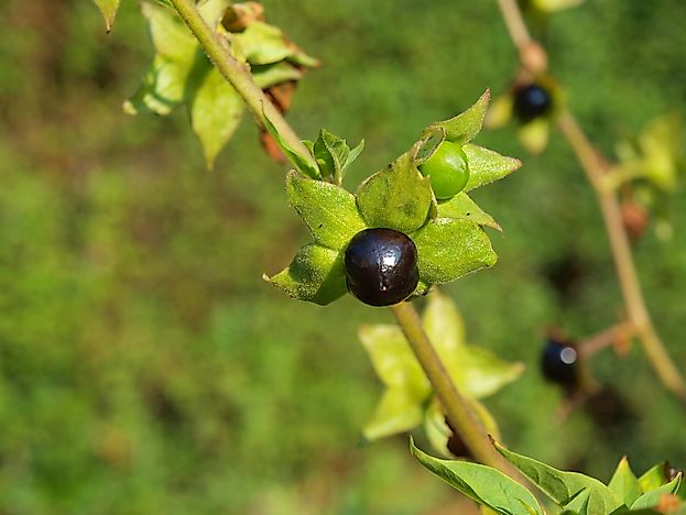 #1 Deadly Nightshade
