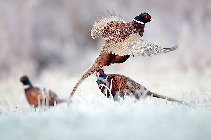 #6 Bouquet of Pheasants