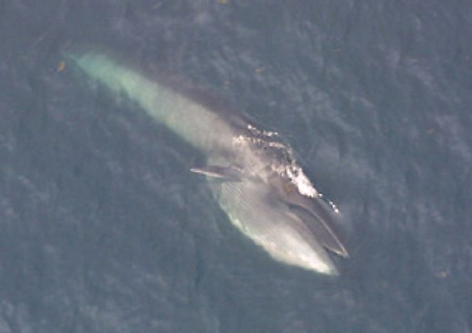 #5 Sei whale