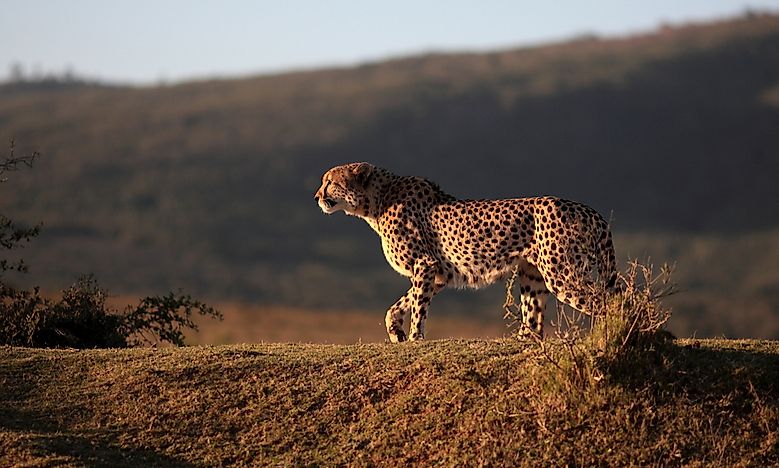 What Are The Differences Between A Cheetah, A Jaguar, And A Leopard?