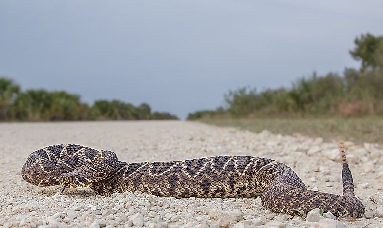 #5 Eastern Eastern Diamondback Rattlesnake