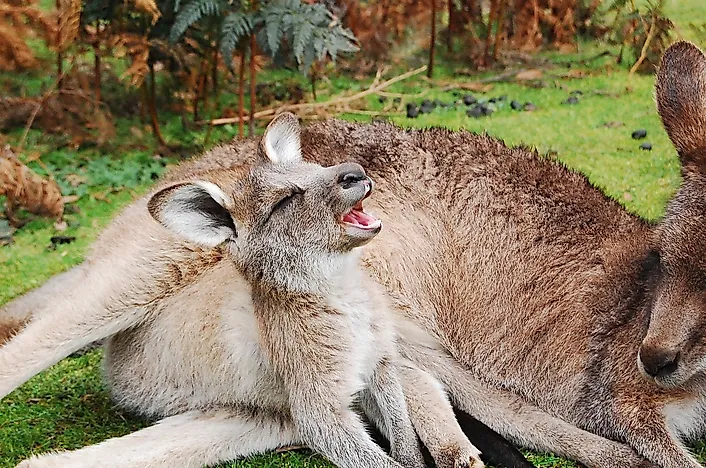 Kangaroo Facts: Animals of Oceania