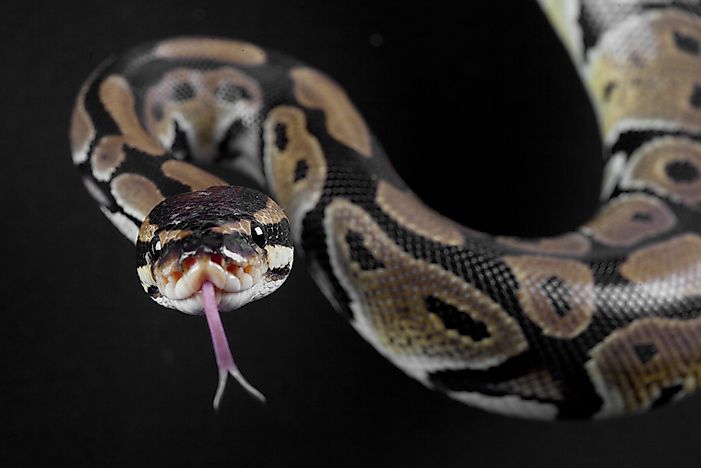 #9 Reticulated python