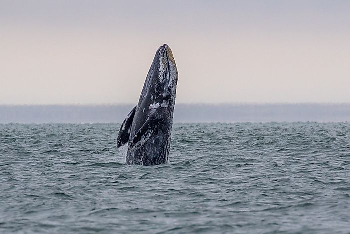 Grey whale breaching off the coast of Mexico.