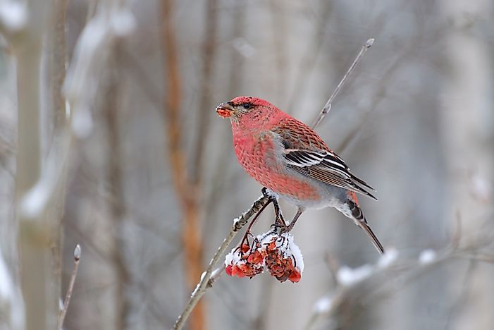 #10 Pine Grosbeak