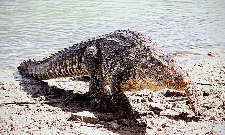 #13 Cuban Crocodile -