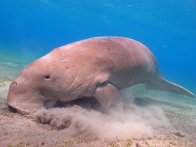 #2 Dugong
