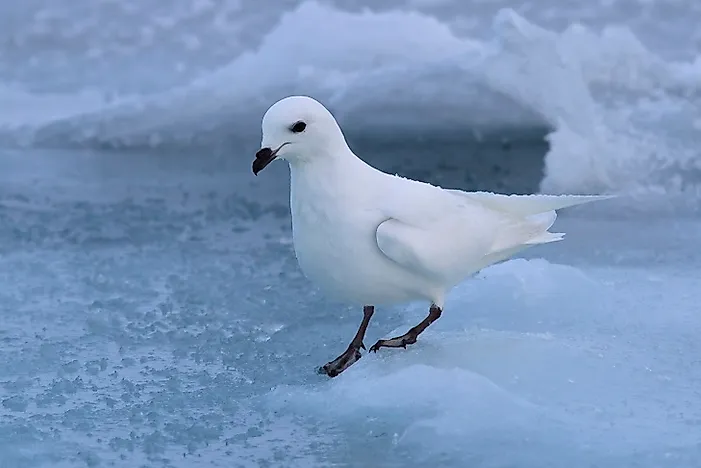 #4 Snow Petrel