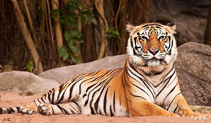 #1 Bengal Tiger