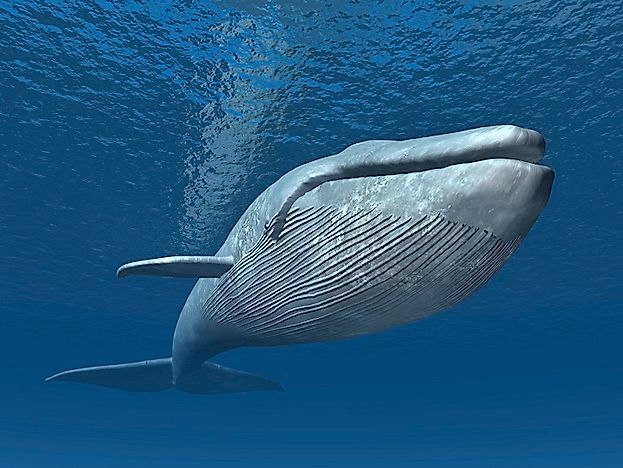 #5 Blue Whale