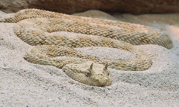 #4 Reptiles And Amphibians Of The Arabian Desert -