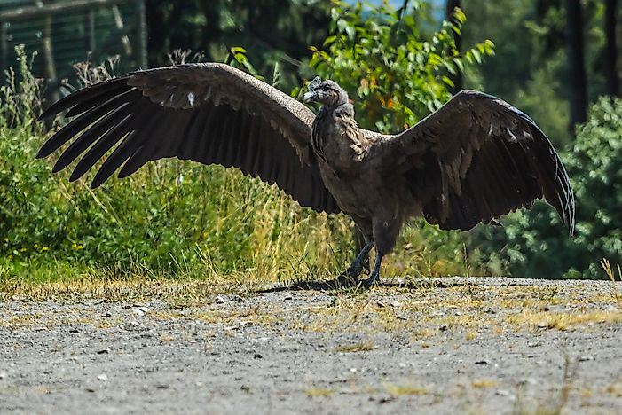 #6 Andean Condor