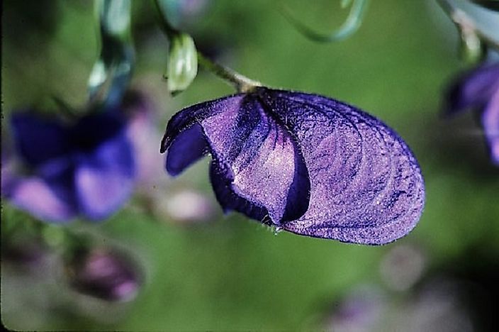 #1 Monkshood
