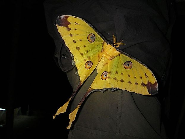 #10 Comet Moth