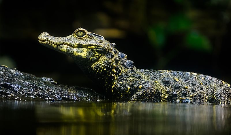 #5 Smooth-Fronted Caiman