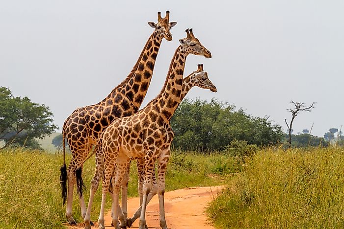 #7 Rothschild's Giraffe (G. c. rothschildi)