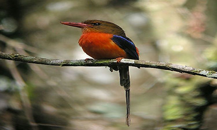 Endemic Birds Of Papua New Guinea