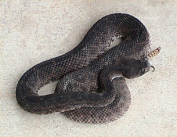 #1 Black Diamondback Rattlesnake