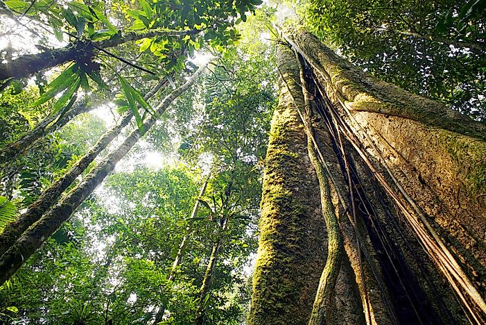 5 of the World's Most Threatened Forests