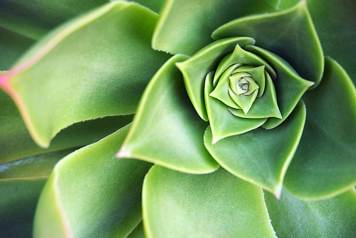 #3 Succulent Leaves