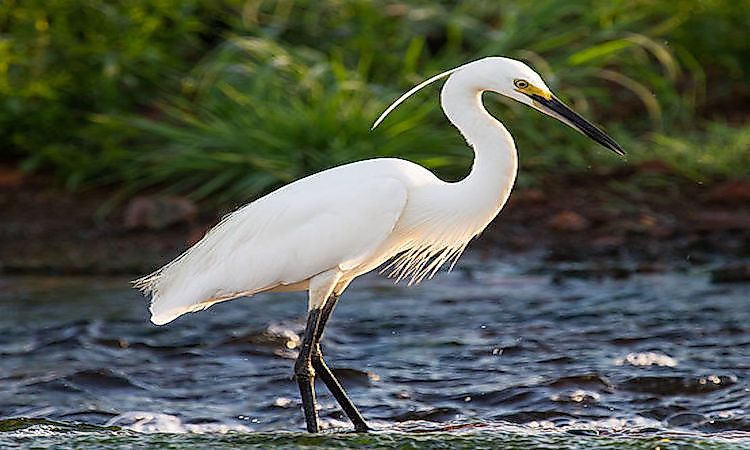 #6 Egrets -