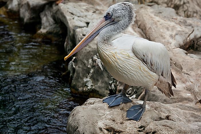 A spot-billed pelican. A spot-billed pelican.