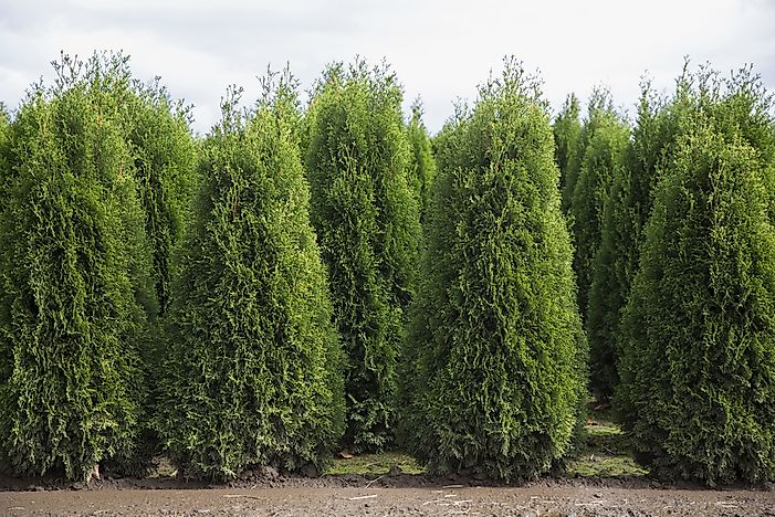 #2 Cypress Trees